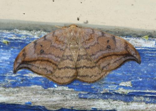 Drepana curvatula